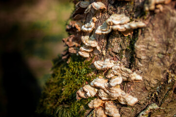Fungus and moss on stump