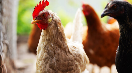 A white hen walks in a pen. Chickens search for grain while walking in a paddock on a farm