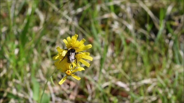 Hummel auf Habichtskraut beim Pollen- und Nektar Sammeln, gelbe Bl&uuml;te mit Best&auml;uber