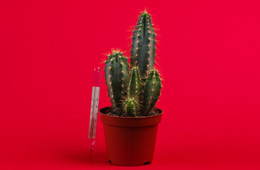 Global warming. Climate control. Cactus with thermometer on red background.