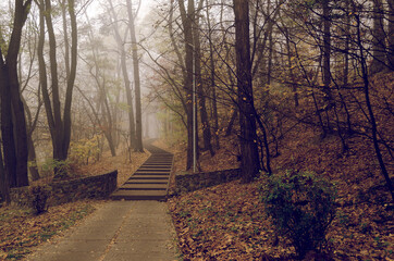 Fantastic Mysterious Foggy Morning in the Autumnal Forest. Moody Background with Colorful Trees.