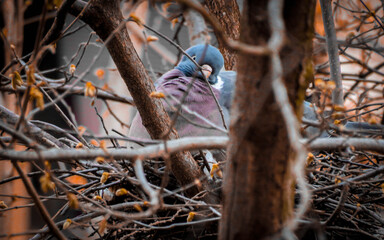 
Pigeons sit on a branch and watch.