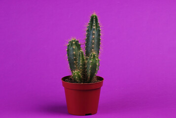 Cactus in pot on purple studio background. Minimalism
