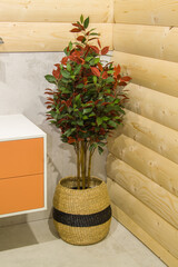 artificial ficus stands in corner between сabinet with sink and the wooden wall in the bathroom