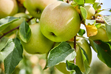 Apples on the tree. Orchard autumn