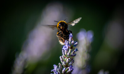 A closeup macro shot of a bumblebee taking off from a lavender flower