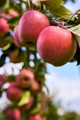 Apples on the tree. Orchard autumn