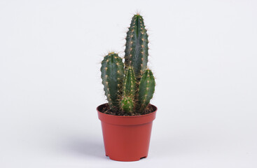 Cactus in pot on white studio background. Minimalism