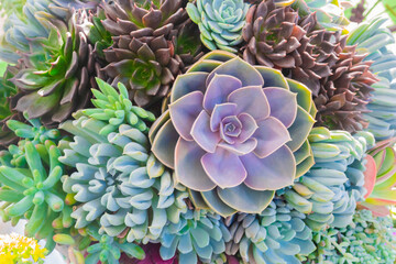 Colorful cactus succulent plants texture background