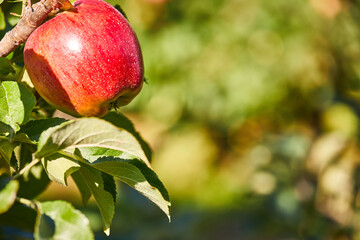 Apples on the tree. Orchard autumn