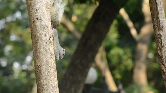 close up squirrel or small gong Small mammals native to the tropical forests at Thailand Variable squirrel Pallas's squirrel