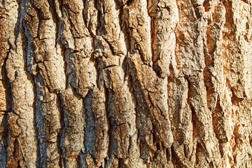 Maserung von Baum Rinde als Nahaufnahme für Textur Hintergrund