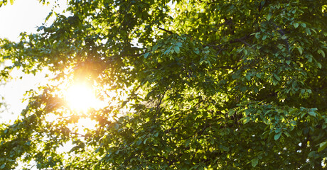 Fototapeta na wymiar Sonne scheint durch Baum im Sommer als Nachhaltigkeit Konzept