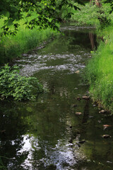 small river in the forest
