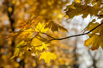 Bright yellow autumn leaves under sunlight. Fall seasonal background
