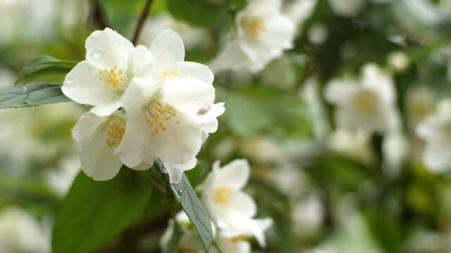 White flowers of jasmine or Jasminum officinale swing on bush in light wind in springtime. Close-up.
