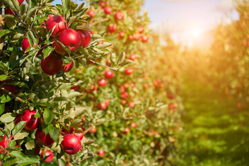Juicy red apples hanging on the branch in the apple orchrad during autumn.
