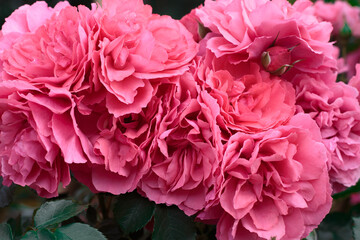 Pink roses. Background of blooming roses. garden of roses. Nature.