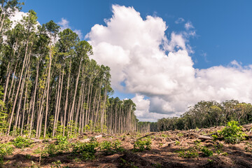 Sunlight Pine Tree Plantation, half felled with some regrowth. Blue skies with white clouds in the background 