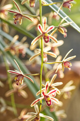 Five-pointed orchid flowers on tree in garden