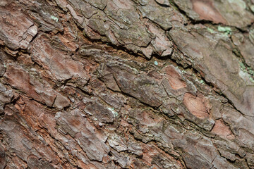 Pine tree bark detailed pattern