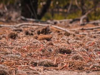 old moss on an old house