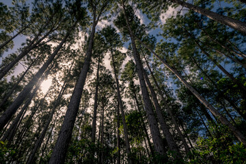Fototapeta premium Looking up in a pine Forest to a blue sky with scattered white clouds 