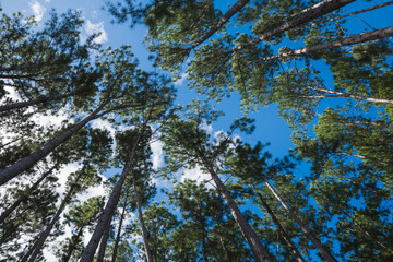 Looking up in  a pine Forest to a blue sky with scattered white clouds 