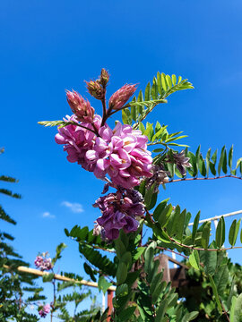 robinia viscosa; Fabaceae. Nature of the Krasnodar territory, Anapa. Pink acacia.
