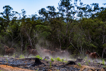 Wild Brumbies (horses) run in a pack through cleared scrubland.  