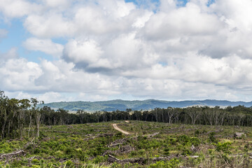 Cleared forest with a single dirt road winding through the center. forest borders the cleared section and skies are clouded with a range in the background. 