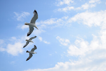 seagulls in flight on the sea. Alexandroupolis, Greece, Aegean sea. Group