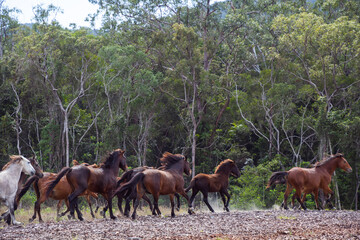Wild Brumbies (horses) run in a pack through bushfire cleared forest 