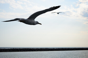 Fototapeta na wymiar seagulls in flight on the sea. Alexandroupolis, Greece, Aegean sea