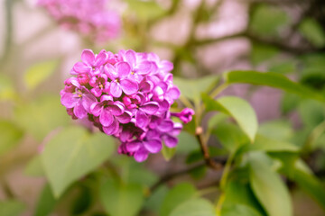 Voilet, purple lilac blossom background. Nature wallpaper. Spring flower. Soft floral background