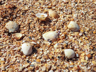 Pectinidae. A warm summer morning on the coast of the Azov sea, Krasnodar region. © Александра Распопина