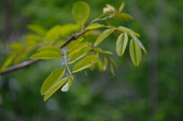 Black locust or false acacia green foliage