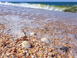 Pectinidae. A warm summer morning on the coast of the Azov sea, Krasnodar region. © Александра Распопина
