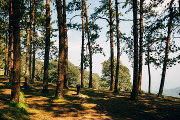 daytime view of trees in forest