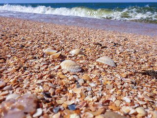Pectinidae. A warm summer morning on the coast of the Azov sea, Krasnodar region.