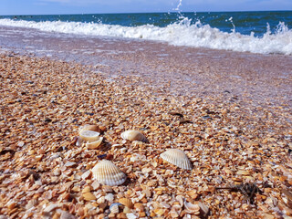 Pectinidae. A warm summer morning on the coast of the Azov sea, Krasnodar region.