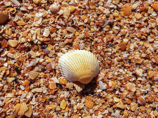 Pectinidae. A warm summer morning on the coast of the Azov sea, Krasnodar region.