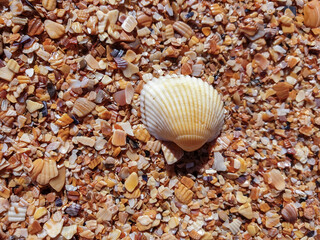 Pectinidae. A warm summer morning on the coast of the Azov sea, Krasnodar region. © Александра Распопина