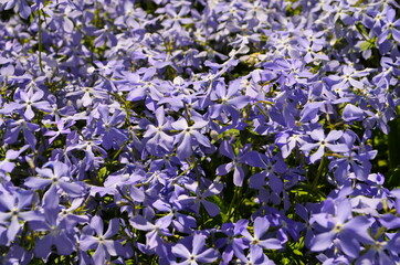 Tender blue Woodland phlox (Phlox divaricata) flowers close up