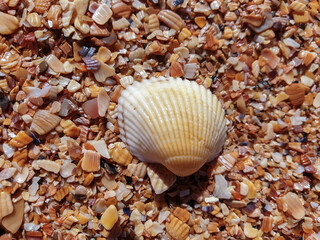 Pectinidae. A warm summer morning on the coast of the Azov sea, Krasnodar region. © Александра Распопина
