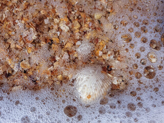 Pectinidae. A warm summer morning on the coast of the Azov sea, Krasnodar region.