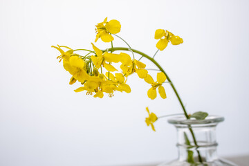 canola flower on a white background in a vase