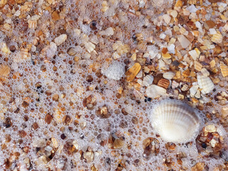 Pectinidae. A warm summer morning on the coast of the Azov sea, Krasnodar region.