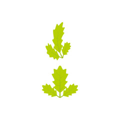 Maple leaf vector illustration
