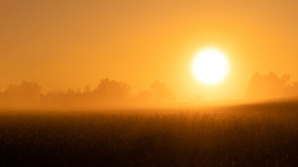 Beautiful colorful misty dawn on a cornfield. Misty dawn in the field. Corn field at dawn, orange sky. Bright sun over corn field. Picturesque fabulous sunrise. The fog during sunrise. - Powered by Adobe